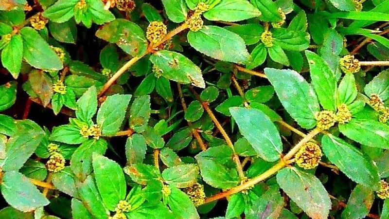 Tawa Tawa Herbs